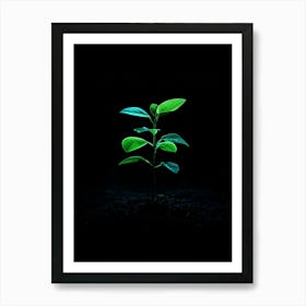 Small Green Plant In The Dark Art Print