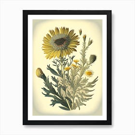 Golden Aster Wildflower Vintage Botanical 2 Art Print