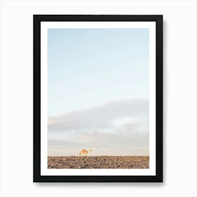 Camel In The Sun In The Desert Art Print