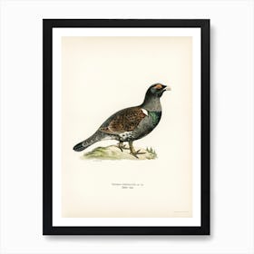 Western Capercaillie, The Von Wright Brothers 1 Art Print