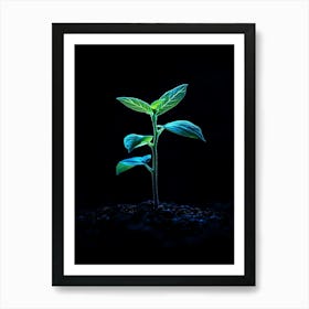 Young Plant Growing In The Dark 1 Art Print