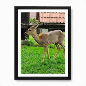 Deer In The Grass Art Print