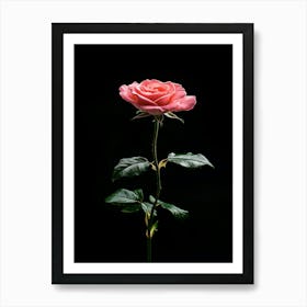 Pink Rose Isolated On Black Background 1 Art Print