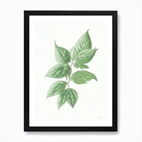 Mint Leaf Illustration 1 Art Print
