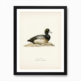 Greater Scaup, Scaup Female, The Von Wright Brothers Art Print