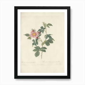 Rose Illustration, Pierre Joseph Redoute, Pierre Joseph Redoute(127) Art Print