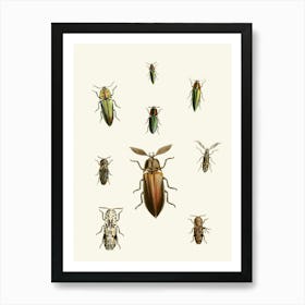 Vintage Beetle Drawing Art Print