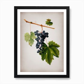 Vintage Grape Colorino Botanical on Parchment n.0231 Art Print
