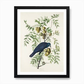 American Crow   Birds Of America, John James Audubon Art Print