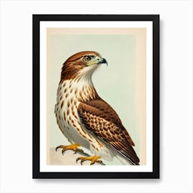 Red Tailed Hawk James Audubon Vintage Style Bird Poster