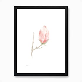 Magnolia A Art Print