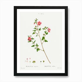 Hibiscus Art Print