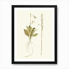 Botanical Illustration Of A Plant 2 Art Print