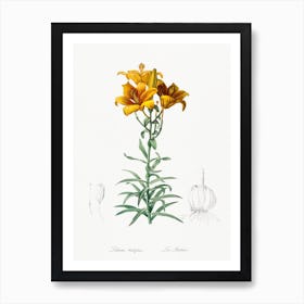 Fire Lily Illustration From Les Liliacées, Pierre Joseph Redouté Art Print