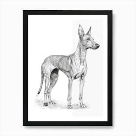 Pharaoh Hound Dog Line Sketch 2 Art Print