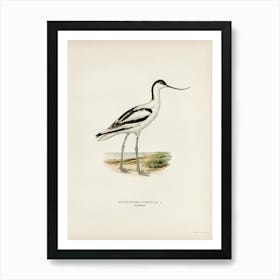 Pied Avocet, The Von Wright Brothers Art Print
