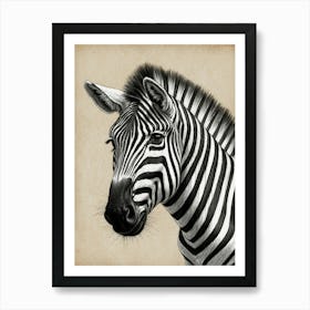 Zebra Portrait Art Print