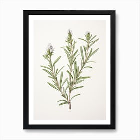 Rosemary Vintage Botanical Herbs 3 Art Print