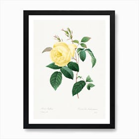 Yellow Rose, Pierre Joseph Redouté Art Print