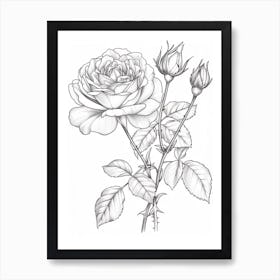 Roses Sketch 39 Art Print