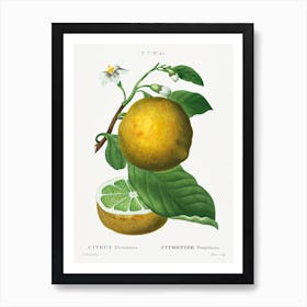  Grapefruit, Pierre Joseph Redoute Art Print