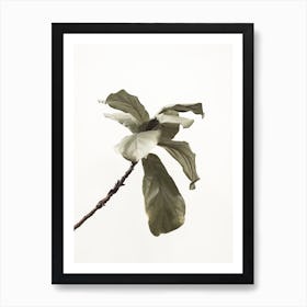 Fiddle Fig Art Print