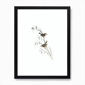 Vintage Field Reed Lark Bird Illustration on Pure White n.0068 Art Print