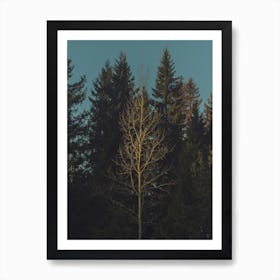 Aspen Art Print