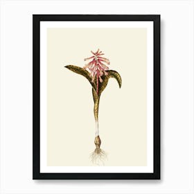 Orchid Flower Art Print