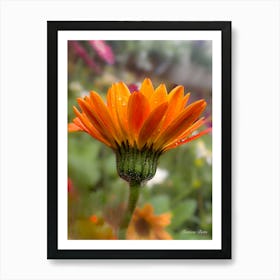 Gerbera Daisy - Photography Art Print