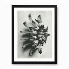 Silver Sage (1928), Karl Blossfeldt Art Print