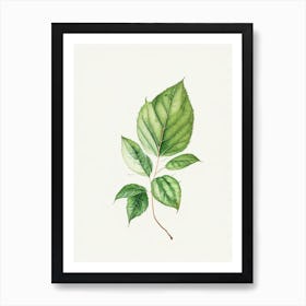 Bergamot Leaf Minimalist Watercolour 1 Art Print