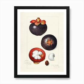 Rambutan Fruit 1 Art Print