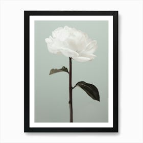 White Poppy_2314103 Art Print