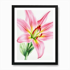 Pink Lily 1 Art Print