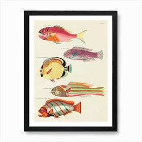 Colourful And Surreal Illustrations Of Fishes Found In Moluccas (Indonesia) And The East Indies By Louis Renard(77) Art Print