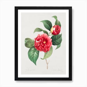 A Selection Of The Most Beautiful Flowers, Pierre Joseph Redouté Art Print