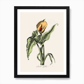 Sweet Calla Art Print