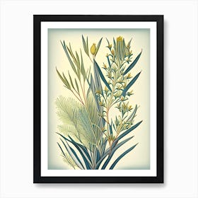 Ephedra Herb Vintage Botanical Art Print