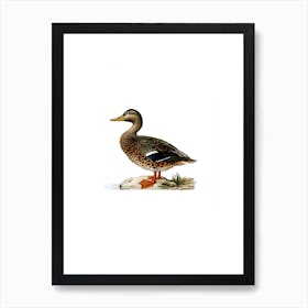 Vintage Mallard Female Bird Illustration on Pure White n.0067 Art Print