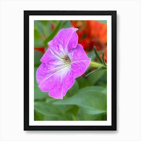 Purple Petunia Flower Poster