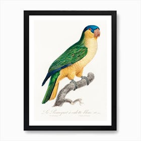 The Black Lored Parrot From Natural History Of Parrots, Francois Levaillant Art Print