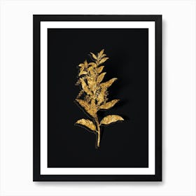 Vintage Evergreen Oak Botanical in Gold on Black n.0095 Art Print