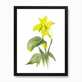 Yellow Trillium Wildflower Watercolour Art Print