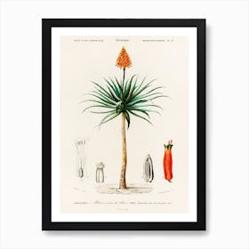 Candelabra Aloe (Aloe Fruticosa), Charles Dessalines D'Orbigny Art Print