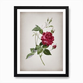 Vintage Blood Red Bengal Rose Botanical on Parchment n.0297 Art Print