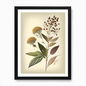 Boneset Spices And Herbs Retro Drawing 1 Art Print