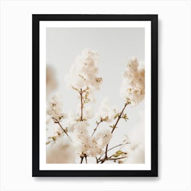 White Hydrangeas Art Print