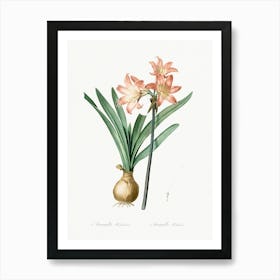 Amaryllis Belladonna Illustration, Pierre Joseph Redoute Art Print