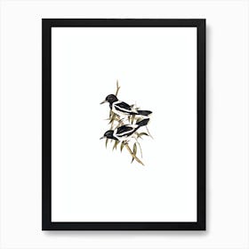 Vintage Pied Crow Shrike Bird Illustration on Pure White n.0276 Art Print